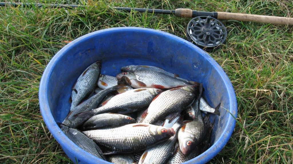 Матчевая удочка  самая универсальная снасть (2).jpg